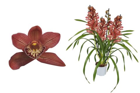 Cymbidium RED BEAUTY ROY
