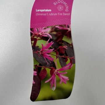 Loropetalum chinense 'Fire Dance'
