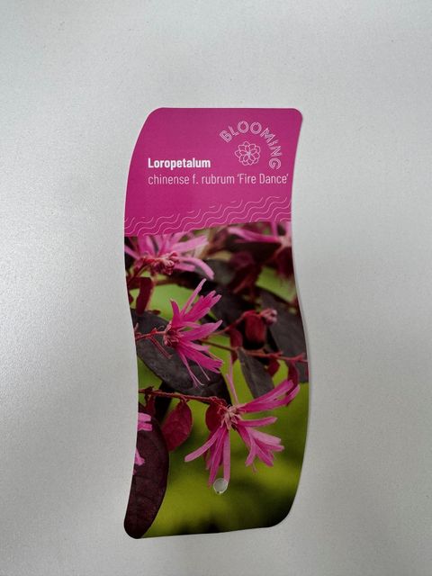 Loropetalum chinense 'Fire Dance'
