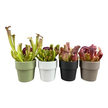 Sarracenia MIX