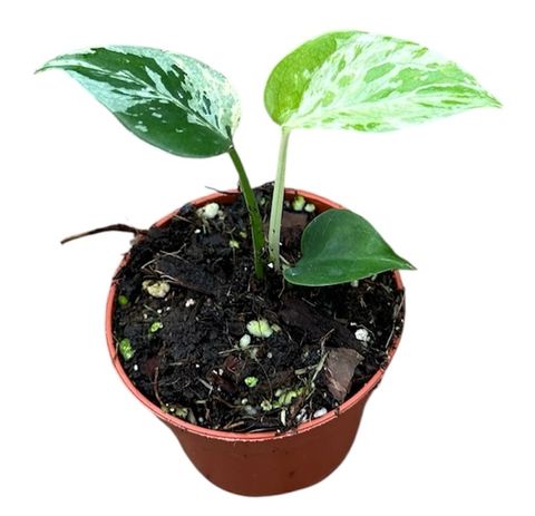 Monstera deliciosa 'Bulbasaur'