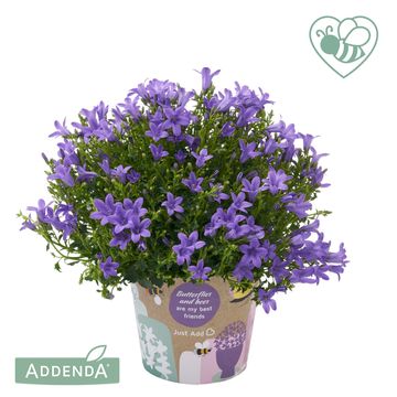 Campanula portenschlagiana AMBELLA MIX