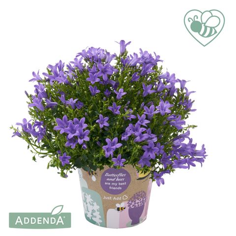 Campanula portenschlagiana AMBELLA INTENS PURPLE