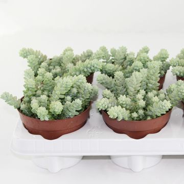 Sedum burrito