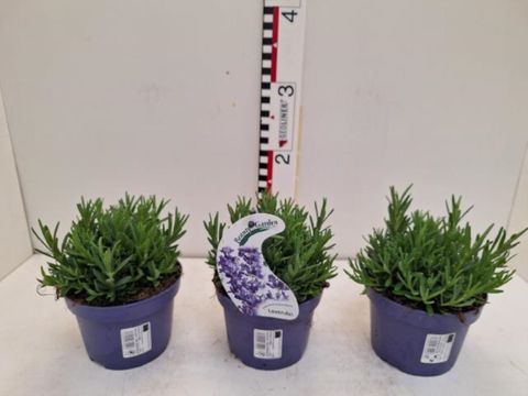 Lavandula angustifolia 'Essence Purple'