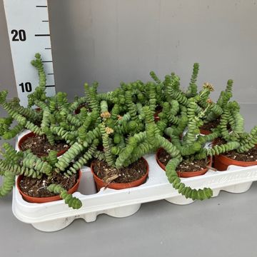 Crassula 'Hottentot'