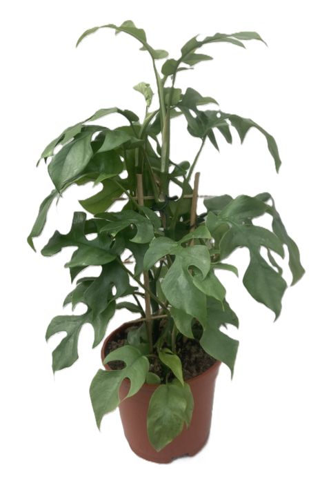 Philodendron 'Minima'