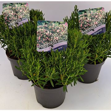Andromeda polifolia 'Compacta'