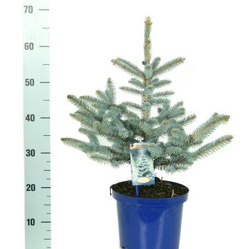 Picea pungens 'Erich Frahm'