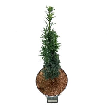 Taxus baccata 'Фастигиата Робуста'