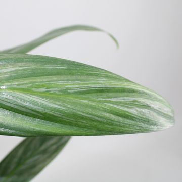 Epipremnum amplissimum SILVER STRIPE