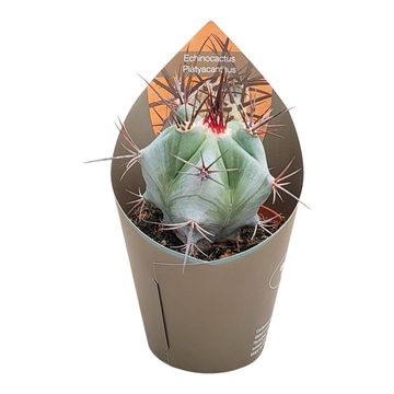 Echinocactus platyacanthus