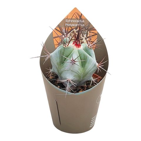 Echinocactus platyacanthus