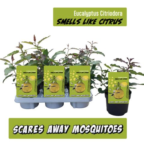 Eucalyptus citriodora