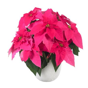 Euphorbia pulcherrima PRINCETTIA HOT PINK
