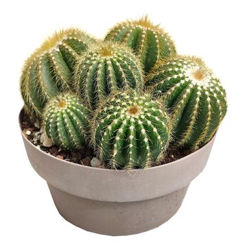 Notocactus magnificus