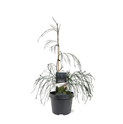 Chamaecyparis lawsoniana 'Drooping Solo'