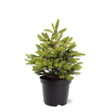 Picea abies 'Вилс Цверг'