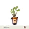 Adenium obesum