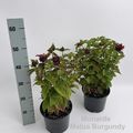 Monarda didyma 'Melua Burgundy'