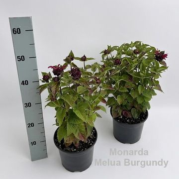 Monarda didyma 'Melua Burgundy'
