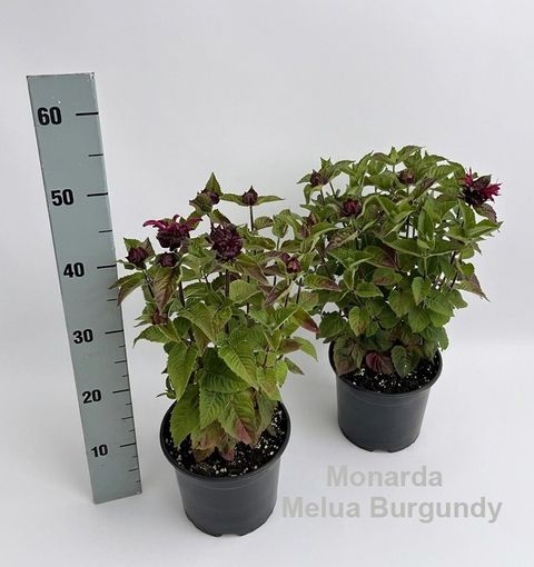 Monarda didyma 'Melua Burgundy'