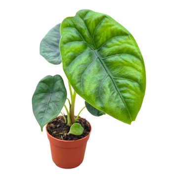 Alocasia sp Puncak Borneensis