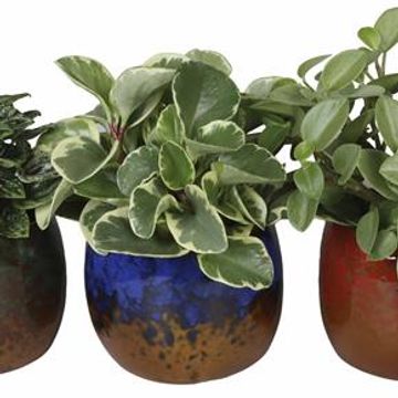 Φυτά εσωτερικού χώρου MIX