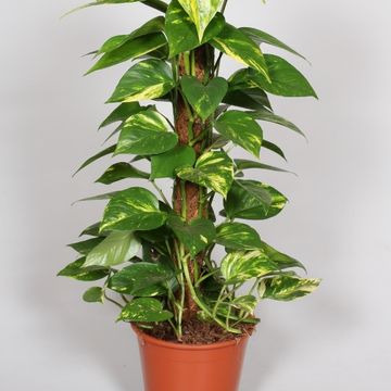 Epipremnum pinnatum