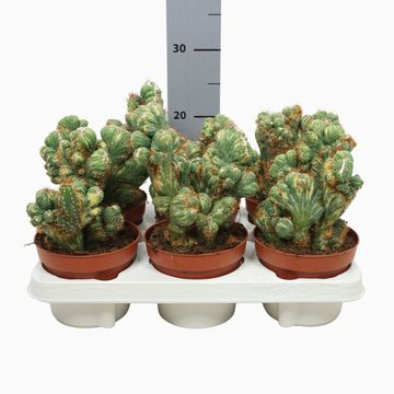 Cereus peruvianus monstrosus