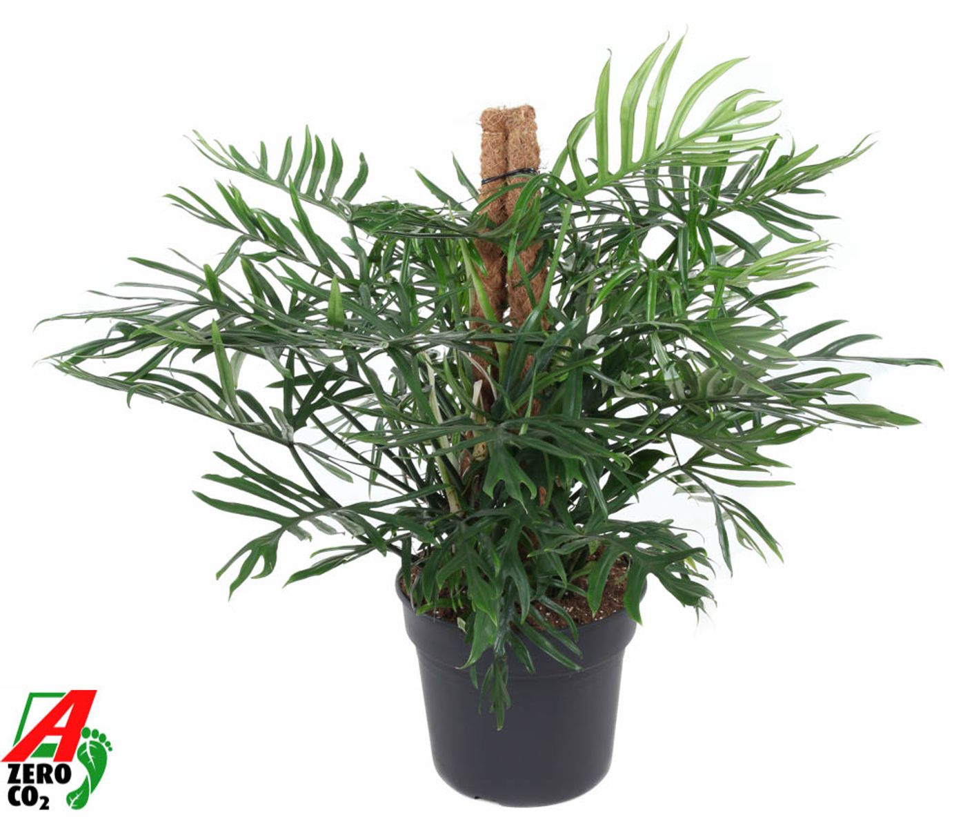 Philodendron elegans  Pflanzengrohandel FlorAccess