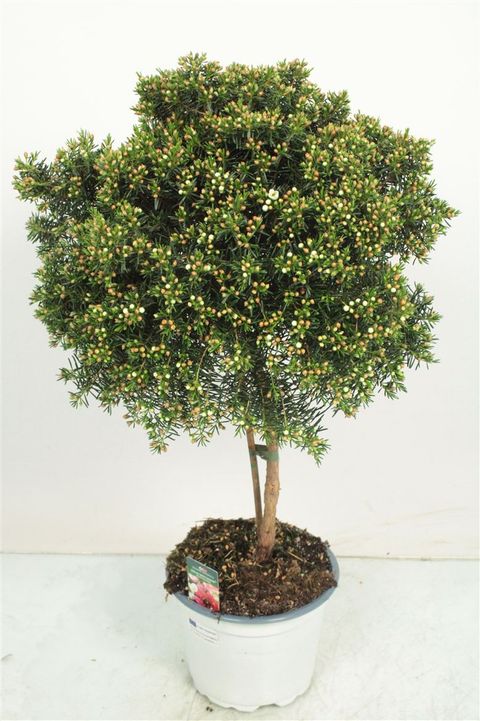 Chamelaucium uncinatum 'My Sweet 16'