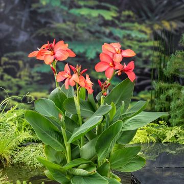 Canna 'Cannasol Happy Cleo'