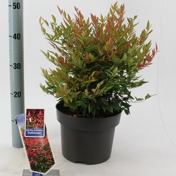 Nandina domestica 'Gulf Stream'