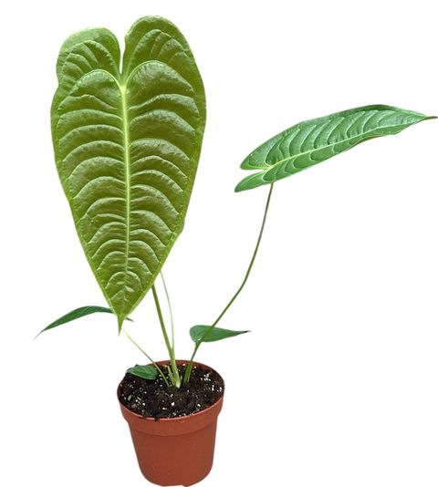 Anthurium veitchii