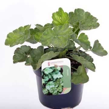 Heuchera sanguinea 'Leuchtkäfer'