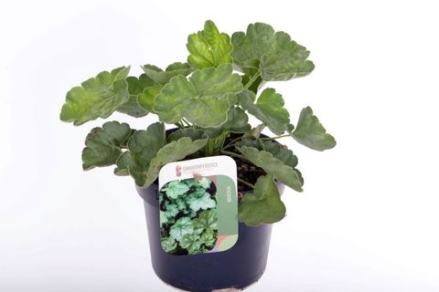 Heuchera sanguinea 'Leuchtkäfer'