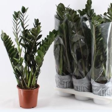 Zamioculcas zamiifolia SUPER NOVA
