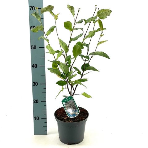 Amelanchier lamarckii