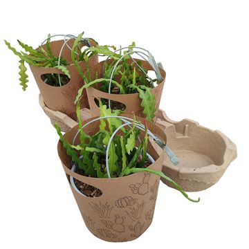 Epiphyllum anguliger