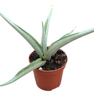 Sansevieria 'Swan Dancer'