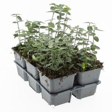 Euonymus fortunei radicans