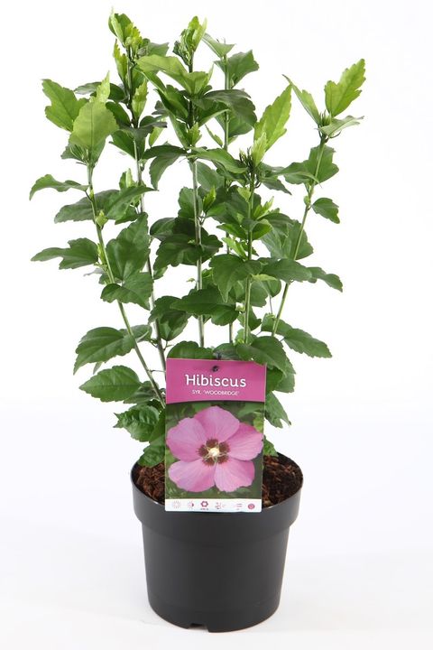 Hibiscus syriacus 'Woodbridge'