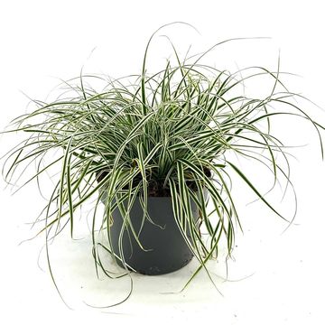 Carex oshimensis EVERCOLOR EVEREST