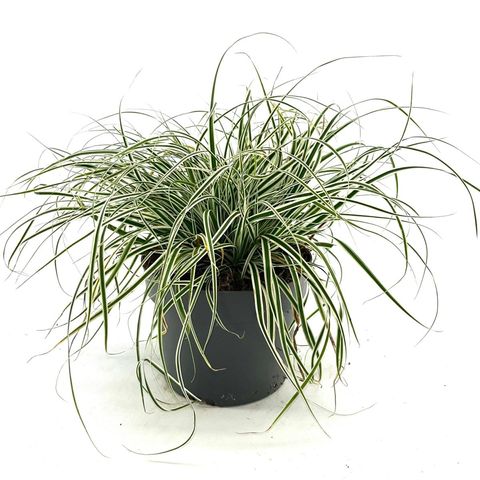 Carex oshimensis ЭВЕРЕСТ