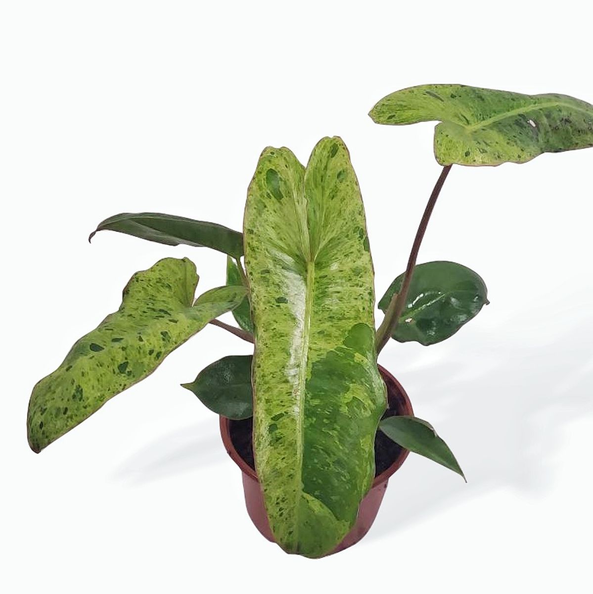 Philodendron 'Paraiso Verde' — Plant Wholesale FlorAccess