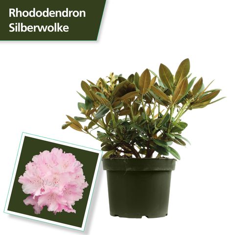 Rhododendron 'Силберволке'