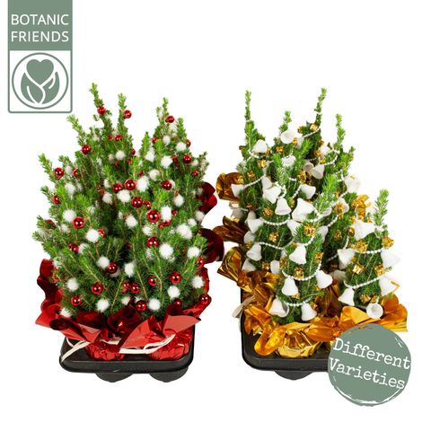 Picea 'Christmas Friends'
