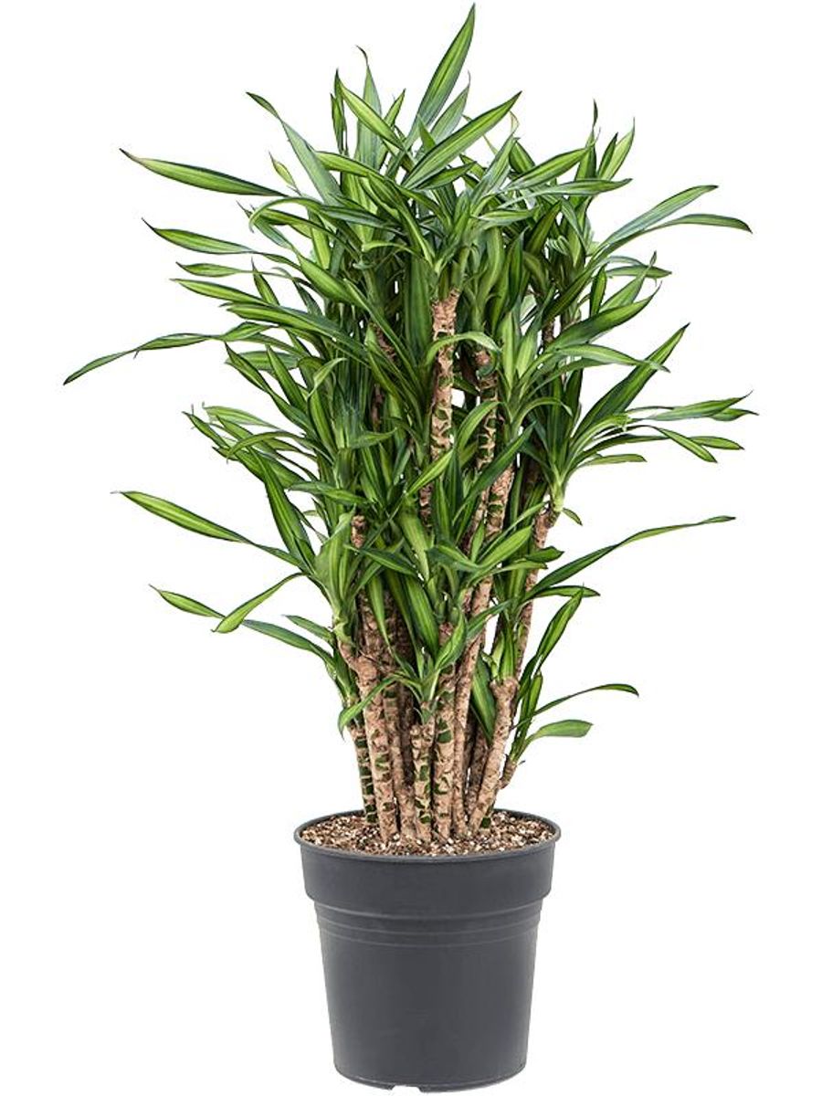 Dracaena fragrans RIKI  Plant Wholesale FlorAccess