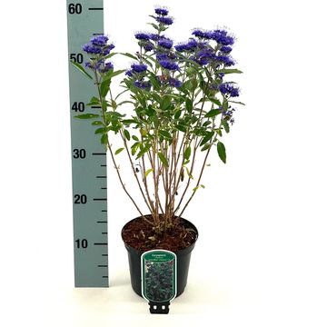 Caryopteris x clandonensis GRAND BLEU